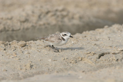 Snowy Plover