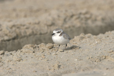 Snowy Plover