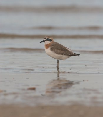 Greater Sand-plover