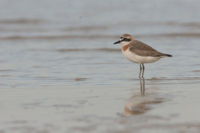 Greater Sand-plover