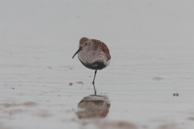 Dunlin