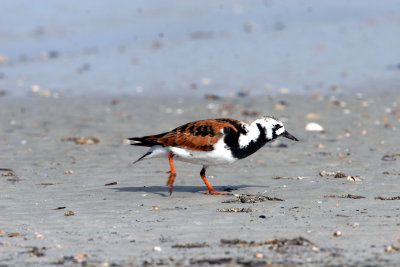Ruddy Turnstone