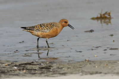RED Knot