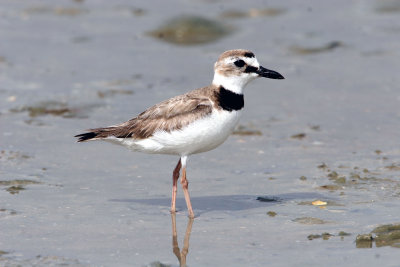 Wilson's Plover