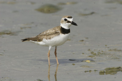 Wilson's Plover
