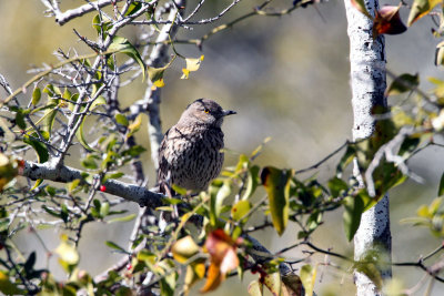 Sage Thrasher