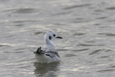 Bonaparte's Gull