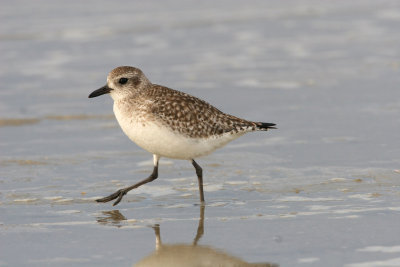 Black-bellied Plover
