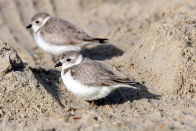 Piping Plover