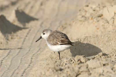 Sanderling