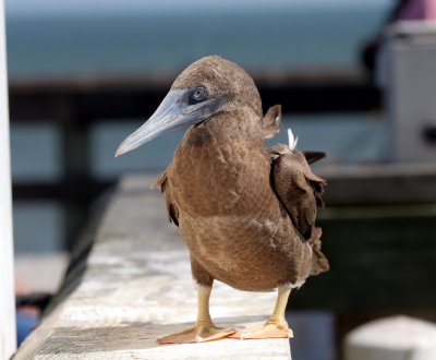 Brown Booby