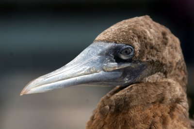 Brown Booby