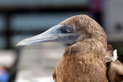 Brown Booby