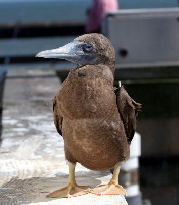 Brown Booby