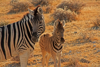 Mother and child zebras at Etosha National Park