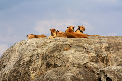 Pride Rock, Serengeti National Park