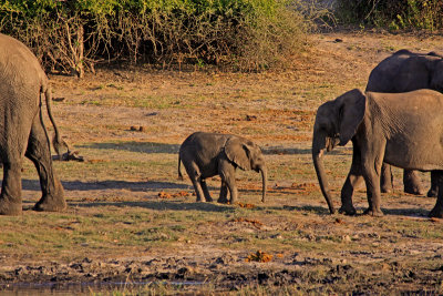 Elephants and their young