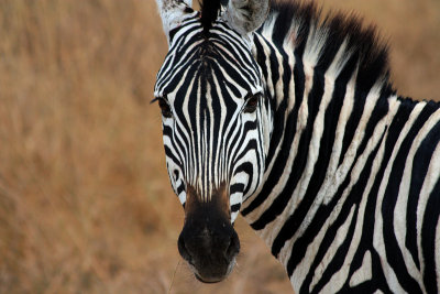 Zebra, Ngorongoro Crater