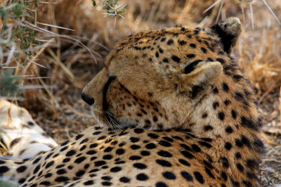 A different cheetah, Serengeti National Park