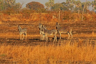 Zebra in the Okavango Delta