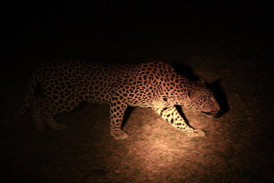 Leopard on the night safari