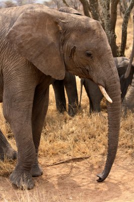 Serengeti Elephant