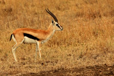 Male Thomson's gazelle