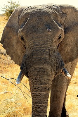 Wild Bull Elephant