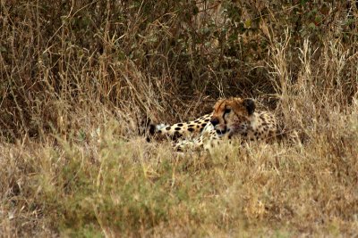Cheetah, Serengeti National Park