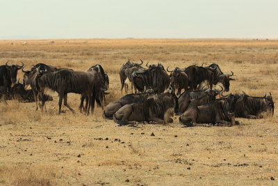 Wilderbeast, Ngorongoro Crater