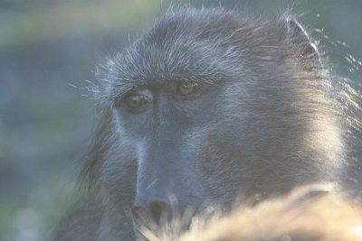 Baboon at Cape Point