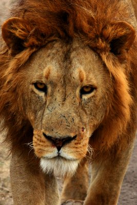 Male Lion, Ngorongoro Crater