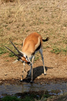 Male Thomson's gazelle