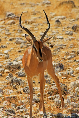 Impala, Etosha National Park