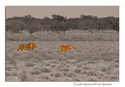 Male and Female Lion, Etosha National Park