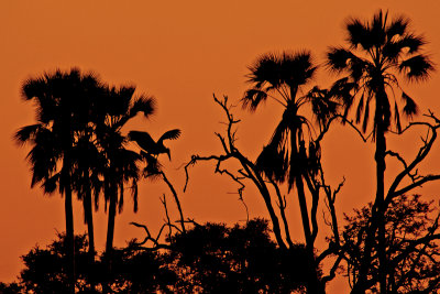 Stork flies on the Okavango Delta