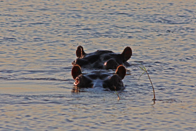 Two Hippopotami, Chobe National Park