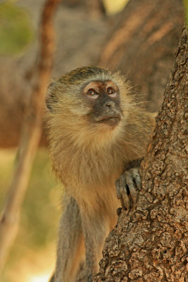 Vervet Monkey, Livingstone Campsite