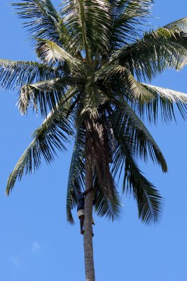 Climbing for coconuts