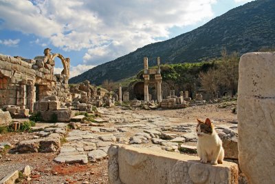 Ephesus and the cat