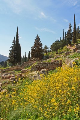 The wildflowers at Delphi