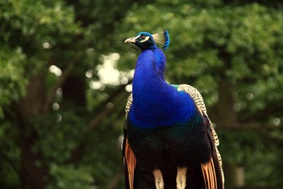 Peacock in the Lazienki Park, Poland
