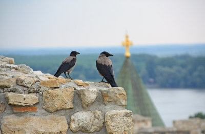 Ravens at the Belgrade Fortress