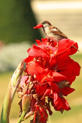 Bird eating petals at Fountainbleau, France