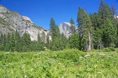 Half Dome from the valley floor