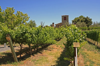 St Supery Vineyard Sauvignon Blanc