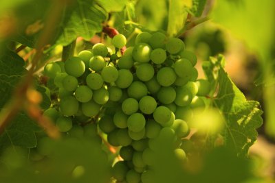 Grapes