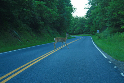 Deer on Skyline Drive, Shenandoah