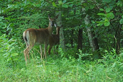 Deer spotting in Shenandoah