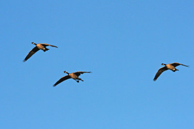 Canada Geese over the American River